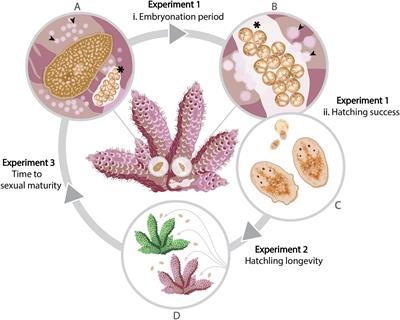 The Life Cycle of the Acropora Coral-Eating Flatworm (AEFW), Prosthiostomum acroporae; The Influence of Temperature and Management Guidelines